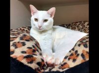 Montgomery County Animal Care and Control -Hugo