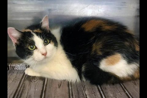 Cupcake can be found at Cats Are Us.