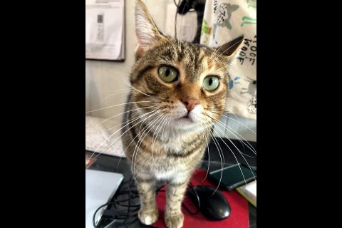 Dover Humane Society - Glamour