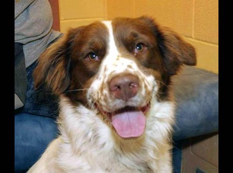 Montgomery County Animal Care and Control - Audi Montgomery County Animal Care and Control - Audi