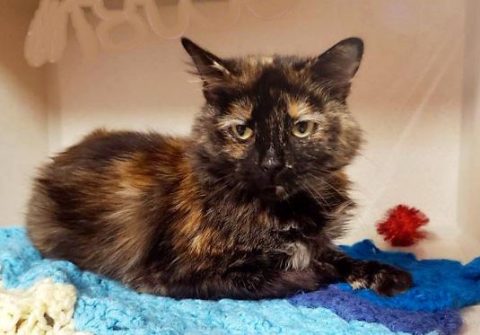 Montgomery County Animal Care and Control - Maybelline