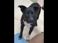 Montgomery County Animal Care and Control – Onyx