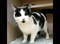 Montgomery County Animal Care and Control – Oreo