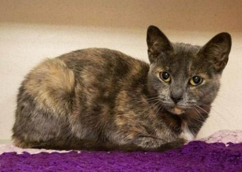 Montgomery County Animal Care and Control - Trip