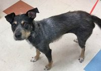 Montgomery County Animal Care and Control – Winnie