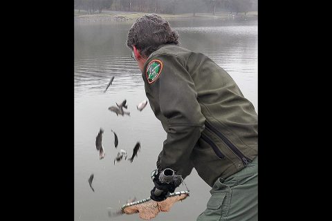 TWRA Fisheries Technician Darrell Bernd stocks rainbow trout into Cedar Hill Park Lake in Madison on Friday, Dec. 4. The TWRA will stock approximately 75,000 trout at various locations in its winter trout stocking program.