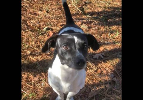 Two Ladies Caring Dog Rescue - Ms. Lady