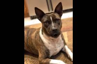 Two Ladies Caring Dog Rescue – Shaggy