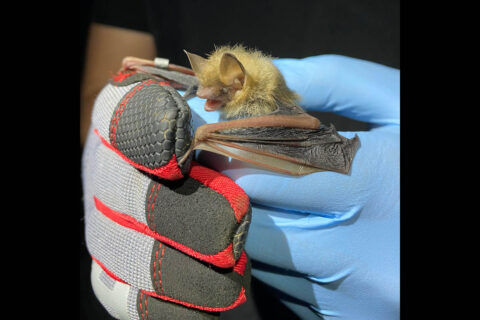 A tri-colored bat at Fort Campbell. (APSU)