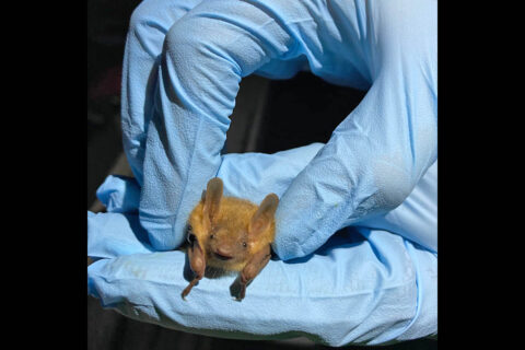A tri-colored bat at Fort Campbell. (APSU)