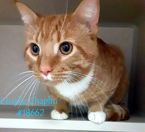 Montgomery County Animal Care and Control - Charlie Chaplin