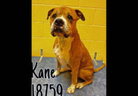 Montgomery County Animal Care and Control – Kane