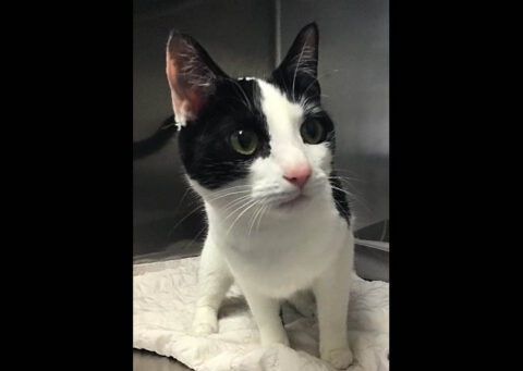 Montgomery County Animal Care and Control - Pepsi