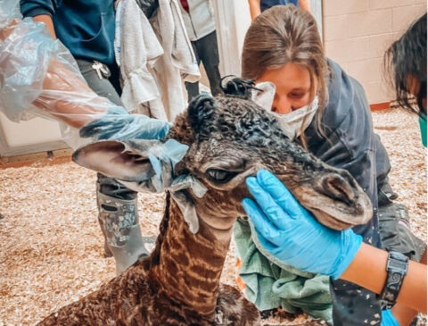 Newborn Giraffe