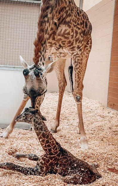Newborn Giraffe with mom Nasha.
