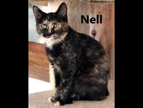 Dover Humane Society - Nell