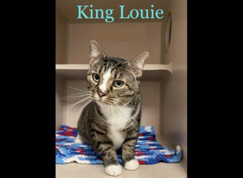 Montgomery County Animal Care and Control - King Louie