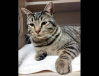 Montgomery County Animal Care and Control- Nansen