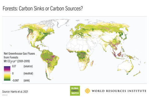 World map showing forested regions that are sources of carbon emissions (purple) and where they are carbon sinks (green), or areas that absorb and store carbon from the atmosphere. (Harris et al. 2021 / Global Forest Watch / World Resources Institute)