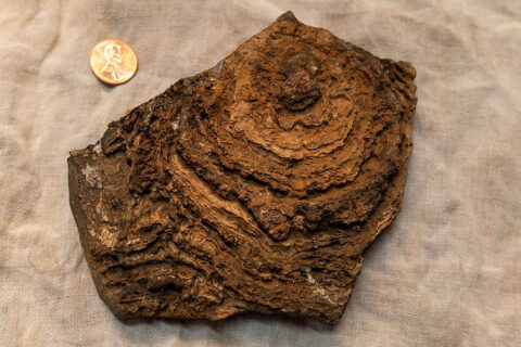 This image shows the finely layered internal structure of a stromatolite from the Pilbara Craton in Western Australia. (NASA/JPL-Caltech) This image shows the finely layered internal structure of a stromatolite from the Pilbara Craton in Western Australia. (NASA/JPL-Caltech)