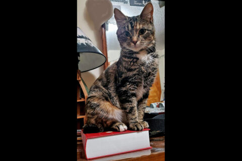 Stewart County Faithful Friends Animal Rescue - Calla Lily