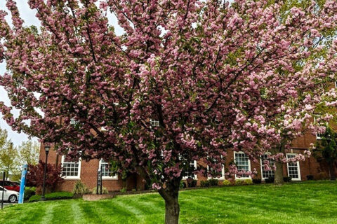 Japanese Cherry on the Austin Peay State University Campus. (APSU)