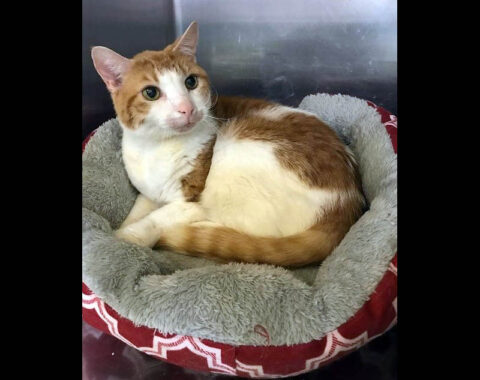 BoBo is available at Cats Are Us BoBo is available at Cats Are Us