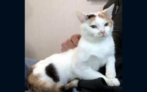 Dover Humane Society - Clear Skye