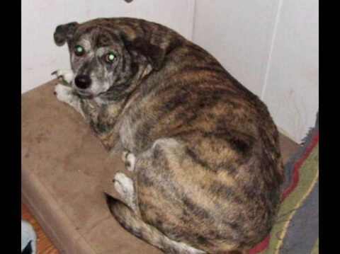 Dover Humane Society - Dixie Dover Humane Society - Dixie