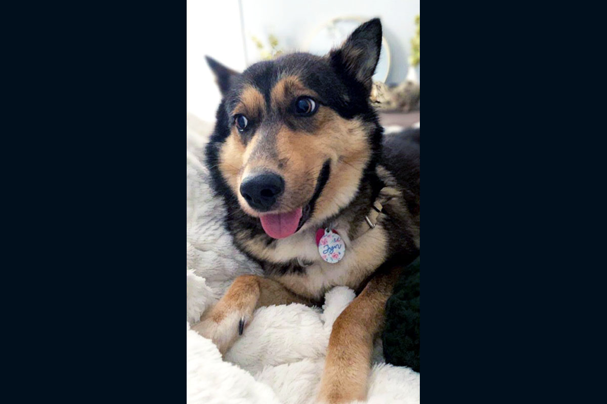 Clarksville area Pets of the Week for March 3rd, 2021 Clarksville area Pets of the Week for March 3rd, 2021