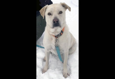 Stella is available at the Humane Society of Clarksville-Montgomery County. Stella is available at the Humane Society of Clarksville-Montgomery County.