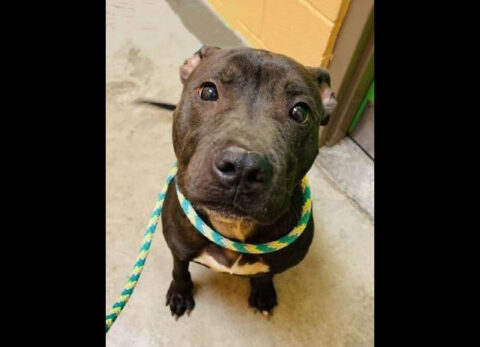 Montgomery County Animal Care and Control - Deacon Montgomery County Animal Care and Control - Deacon