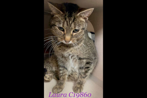 Montgomery County Animal Care and Control - Laura