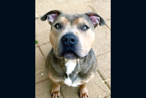 Montgomery County Animal Care and Control - Milo