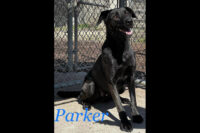 Montgomery County Animal Care and Control – Parker