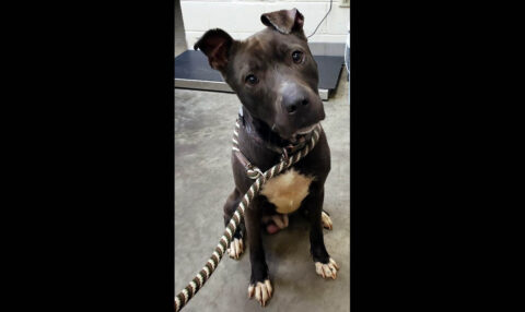 Montgomery County Animal Care and Control - Sumo Montgomery County Animal Care and Control - Sumo