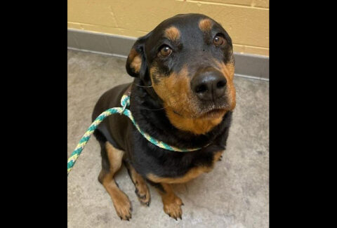 Zeena is available at Montgomery County Animal Care and Control.