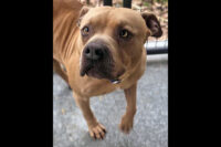 Sagley’s Biker Bully Farm – Trap