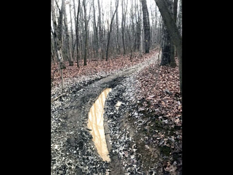 Prentice Cooper State Forest hiking trail damaged by off-highway vehicle use in unauthorized area.