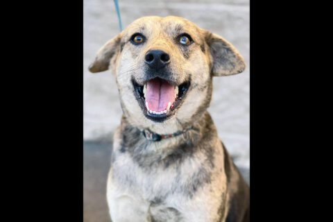 Two Ladies Caring Dog Rescue - Lucy Two Ladies Caring Dog Rescue - Lucy