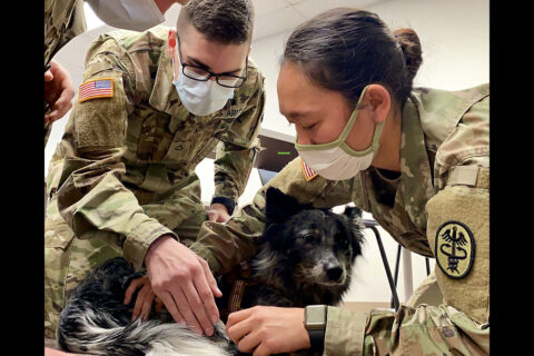 U.S. Army Veterinarian Capt. Neda Othman from the Fort Campbell Veterinary Center, shows Pfc. Matthew Murphy, assigned to BACH’s department of emergency medicine, one method to find a pulse on a military working dog. BACH Soldiers recently participated in K9 Tactical Combat Casualty Care training which teaches non-veterinary first responders how to perform point-of-injury care to military working dogs in order to preserve life, limb or eyesight when a veterinarian or animal care specialist is not available. (U.S. Army photo by Maria Yager)