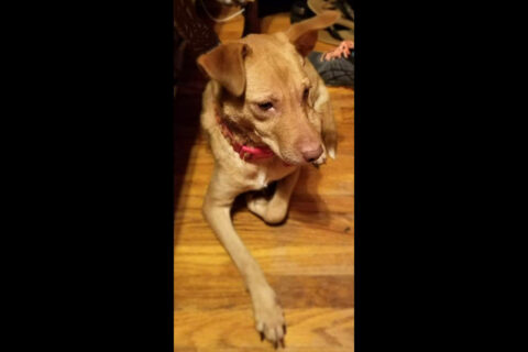 Companion Pet Rescue of Middle Tennessee- Sissy Companion Pet Rescue of Middle Tennessee- Sissy