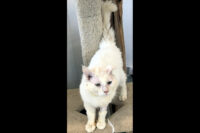 Dover Humane Society – Cowboy