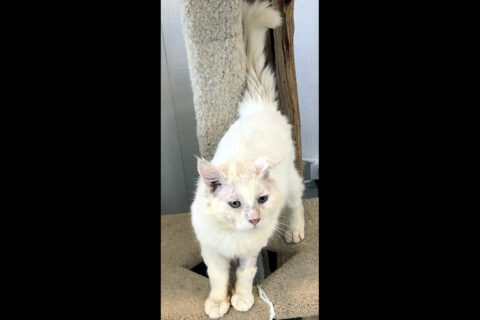 Dover Humane Society - Cowboy