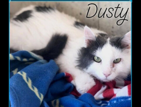 Dover Humane Society - Dusty Dover Humane Society - Dusty