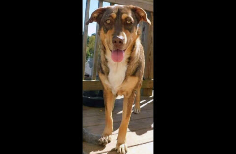 Humane Society of Clarksville-Montgomery County - Bailey Humane Society of Clarksville-Montgomery County - Bailey