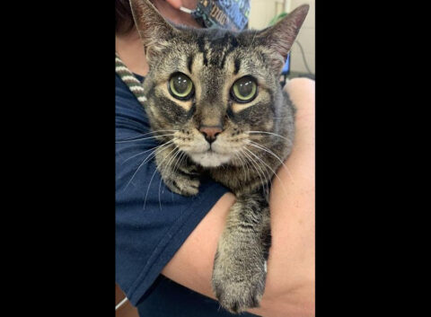 Montgomery County Animal Care and Control - Angel Kitty Montgomery County Animal Care and Control - Angel Kitty