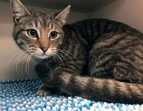 Blu can be found at Montgomery County Animal Care and Control. Blu can be found at Montgomery County Animal Care and Control.