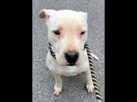 Montgomery County Animal Care and Control - Summer Montgomery County Animal Care and Control - Summer