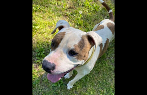 Sagley's Biker Bully Farm - Kilo Sagley's Biker Bully Farm - Kilo